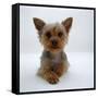 Yorkshire Terrier Puppy Lying with Head Up-Jane Burton-Framed Stretched Canvas