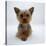 Yorkshire Terrier Puppy Lying with Head Up-Jane Burton-Stretched Canvas