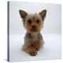 Yorkshire Terrier Puppy Lying with Head Up-Jane Burton-Stretched Canvas