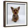 Yorkshire Terrier Puppy Lying with Head Up-Jane Burton-Framed Photographic Print