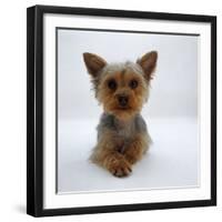 Yorkshire Terrier Puppy Lying with Head Up-Jane Burton-Framed Photographic Print