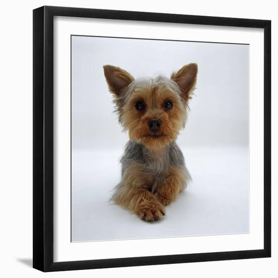 Yorkshire Terrier Puppy Lying with Head Up-Jane Burton-Framed Photographic Print