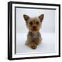 Yorkshire Terrier Puppy Lying with Head Up-Jane Burton-Framed Photographic Print