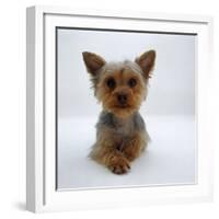 Yorkshire Terrier Puppy Lying with Head Up-Jane Burton-Framed Photographic Print