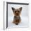 Yorkshire Terrier Puppy Lying with Head Up-Jane Burton-Framed Photographic Print