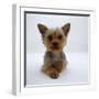 Yorkshire Terrier Puppy Lying with Head Up-Jane Burton-Framed Photographic Print