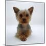 Yorkshire Terrier Puppy Lying with Head Up-Jane Burton-Mounted Photographic Print