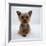 Yorkshire Terrier Puppy Lying with Head Up-Jane Burton-Framed Photographic Print