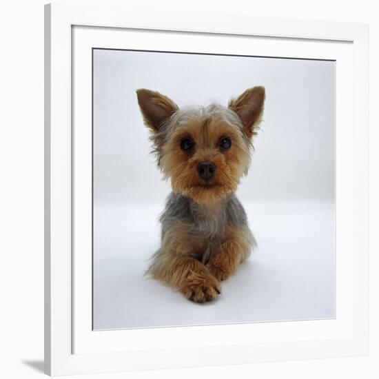 Yorkshire Terrier Puppy Lying with Head Up-Jane Burton-Framed Photographic Print