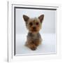 Yorkshire Terrier Puppy Lying with Head Up-Jane Burton-Framed Photographic Print