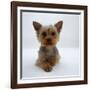 Yorkshire Terrier Puppy Lying with Head Up-Jane Burton-Framed Photographic Print