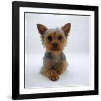 Yorkshire Terrier Puppy Lying with Head Up-Jane Burton-Framed Photographic Print