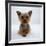 Yorkshire Terrier Puppy Lying with Head Up-Jane Burton-Framed Photographic Print