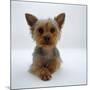 Yorkshire Terrier Puppy Lying with Head Up-Jane Burton-Mounted Photographic Print