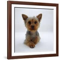 Yorkshire Terrier Puppy Lying with Head Up-Jane Burton-Framed Photographic Print