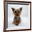 Yorkshire Terrier Puppy Lying with Head Up-Jane Burton-Framed Photographic Print