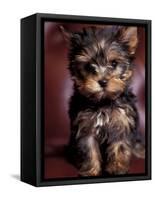 Yorkshire Terrier Puppy Portrait-Adriano Bacchella-Framed Stretched Canvas