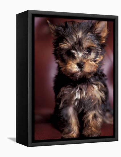 Yorkshire Terrier Puppy Portrait-Adriano Bacchella-Framed Stretched Canvas