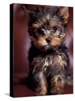 Yorkshire Terrier Puppy Portrait-Adriano Bacchella-Stretched Canvas