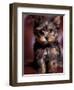 Yorkshire Terrier Puppy Portrait-Adriano Bacchella-Framed Premium Photographic Print