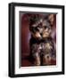 Yorkshire Terrier Puppy Portrait-Adriano Bacchella-Framed Premium Photographic Print