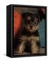 Yorkshire Terrier Puppy Portrait-Adriano Bacchella-Framed Stretched Canvas