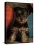 Yorkshire Terrier Puppy Portrait-Adriano Bacchella-Stretched Canvas