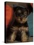 Yorkshire Terrier Puppy Portrait-Adriano Bacchella-Stretched Canvas