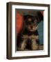 Yorkshire Terrier Puppy Portrait-Adriano Bacchella-Framed Premium Photographic Print