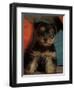 Yorkshire Terrier Puppy Portrait-Adriano Bacchella-Framed Premium Photographic Print