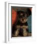 Yorkshire Terrier Puppy Portrait-Adriano Bacchella-Framed Premium Photographic Print