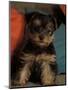 Yorkshire Terrier Puppy Portrait-Adriano Bacchella-Mounted Premium Photographic Print