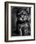 Yorkshire Terrier Puppy Portrait-Adriano Bacchella-Framed Premium Photographic Print