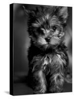 Yorkshire Terrier Puppy Portrait-Adriano Bacchella-Stretched Canvas