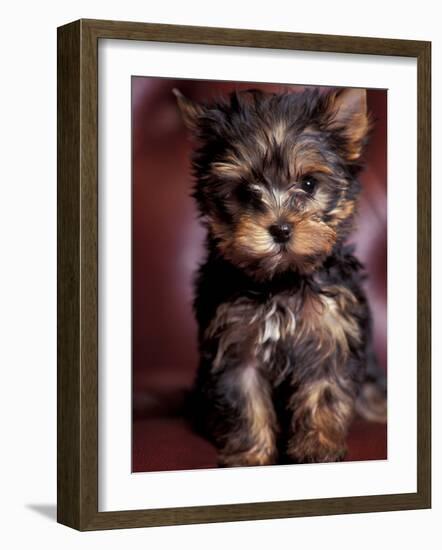 Yorkshire Terrier Puppy Portrait-Adriano Bacchella-Framed Photographic Print