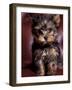 Yorkshire Terrier Puppy Portrait-Adriano Bacchella-Framed Photographic Print