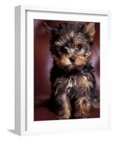 Yorkshire Terrier Puppy Portrait-Adriano Bacchella-Framed Photographic Print