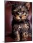 Yorkshire Terrier Puppy Portrait-Adriano Bacchella-Mounted Photographic Print