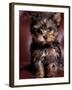 Yorkshire Terrier Puppy Portrait-Adriano Bacchella-Framed Photographic Print