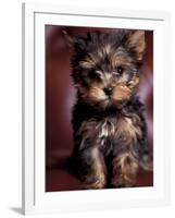 Yorkshire Terrier Puppy Portrait-Adriano Bacchella-Framed Photographic Print