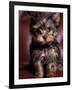 Yorkshire Terrier Puppy Portrait-Adriano Bacchella-Framed Photographic Print