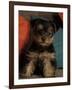 Yorkshire Terrier Puppy Portrait-Adriano Bacchella-Framed Photographic Print