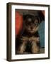 Yorkshire Terrier Puppy Portrait-Adriano Bacchella-Framed Photographic Print