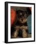 Yorkshire Terrier Puppy Portrait-Adriano Bacchella-Framed Photographic Print