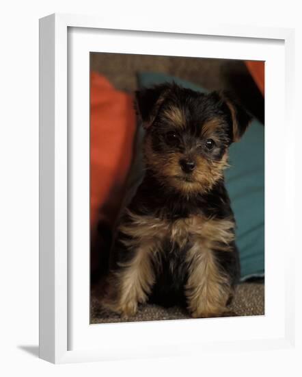 Yorkshire Terrier Puppy Portrait-Adriano Bacchella-Framed Photographic Print