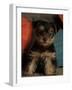 Yorkshire Terrier Puppy Portrait-Adriano Bacchella-Framed Photographic Print