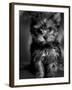 Yorkshire Terrier Puppy Portrait-Adriano Bacchella-Framed Photographic Print