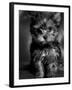 Yorkshire Terrier Puppy Portrait-Adriano Bacchella-Framed Photographic Print