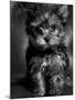 Yorkshire Terrier Puppy Portrait-Adriano Bacchella-Mounted Photographic Print