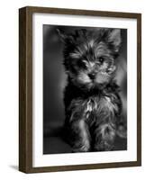 Yorkshire Terrier Puppy Portrait-Adriano Bacchella-Framed Photographic Print